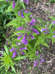 Penstemon smallii