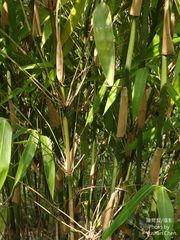 Melocanna baccifera