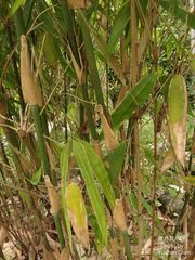 Melocanna baccifera