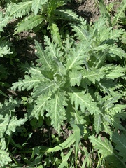 Hyoscyamus