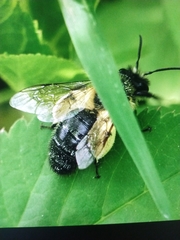 Andrena