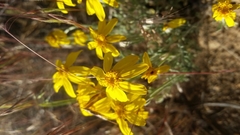 Eriophyllum lanatum integrifolium