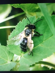 Andrena