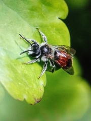 Andrena labiata