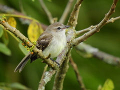 Nesotriccus incomtus