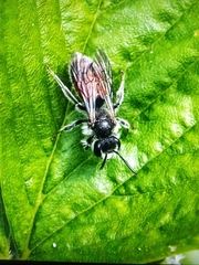 Andrena labiata