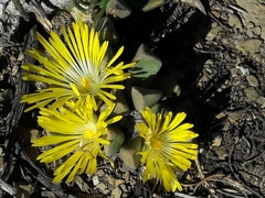 Pleiospilos compactus