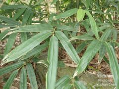 Melocanna baccifera