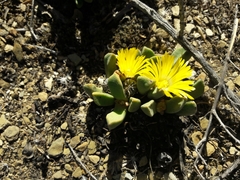 Pleiospilos compactus
