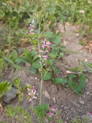 Fumaria bastardii