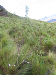 Polemannia simplicior