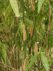 Melocanna baccifera