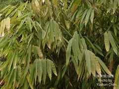 Melocanna baccifera