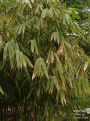 Melocanna baccifera