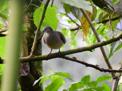 Leptotila plumbeiceps