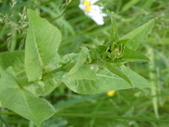 Cicerbita macrophylla