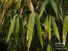 Melocanna baccifera
