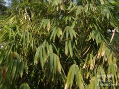 Melocanna baccifera