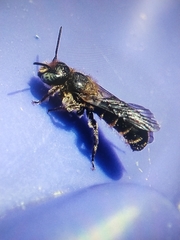 Chelostoma