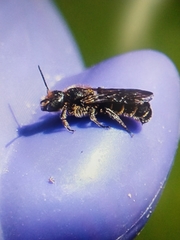 Chelostoma