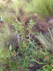 Polemannia simplicior