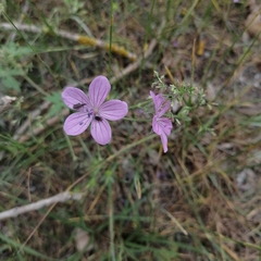 Geranium asphodeloides