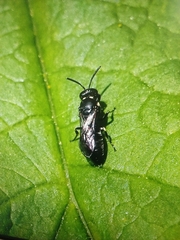 Hylaeus