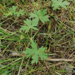Geranium asphodeloides