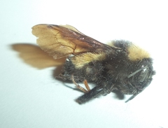 Bombus sonorus