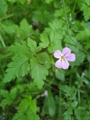 Geranium robertianum