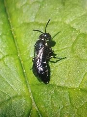 Hylaeus