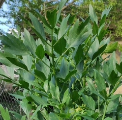 Levisticum officinale
