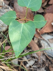 Matelea edwardsensis