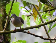 Leptotila plumbeiceps