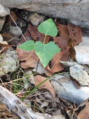 Matelea edwardsensis