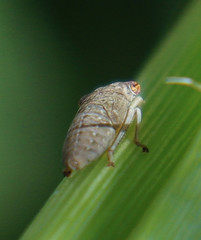 Homalodisca vitripennis