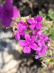 Glandularia tumidula