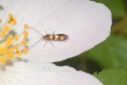 Micropterix rothenbachii