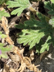 Glandularia tumidula