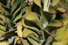 Kalanchoe thyrsiflora