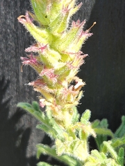 Glandularia tumidula