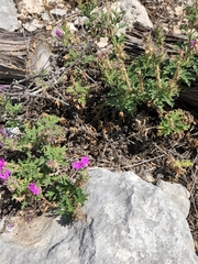 Glandularia tumidula