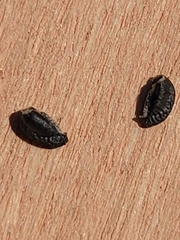 Glandularia tumidula