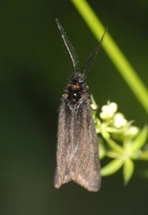 Heterogynis penella