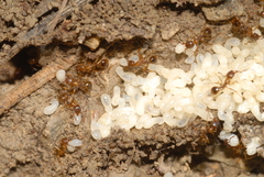 Aphaenogaster subterranea