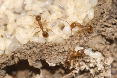 Aphaenogaster subterranea