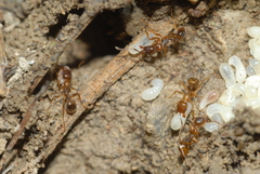 Aphaenogaster subterranea