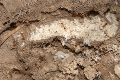Aphaenogaster subterranea