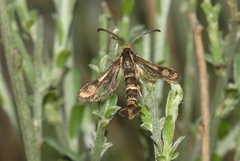 Chamaesphecia empiformis