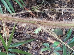 Calamus australis